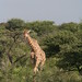 Etosha National Park impressions, Namibia - IMG_3100_CR2