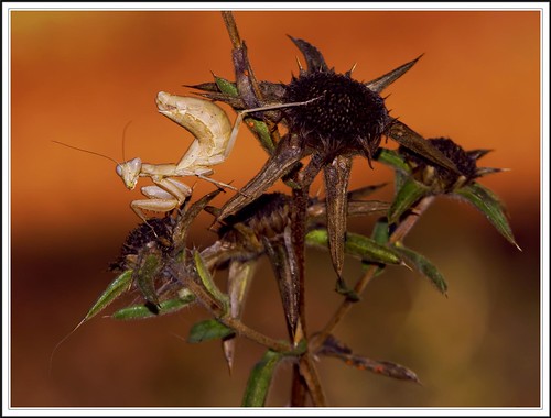Mantis enana europea hembra 01 - Ameles spallanzania by ferran pestaña