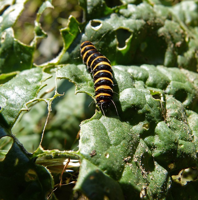 Cinnabar Moth Caterpillars, Garden