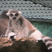 RingTailedLemur_032 posted by *Ice Princess* to Flickr