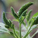 budding male spikes, giant ragweed posted by ophis to Flickr