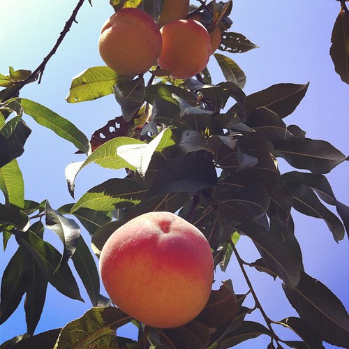 reaching high for peaches #organicgarden #urbangarden #maine