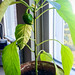 The Pepper is growing! posted by calonyr11 to Flickr