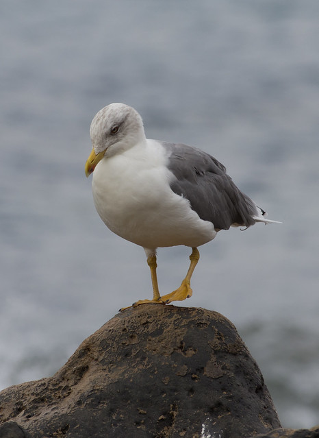 yellow legged gull 2