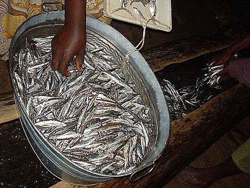 Usipa因擁有強韌再生力，成為當地居民進行經濟捕撈的主要魚種。圖片來源：里山倡議推動網http://goo.gl/ecNTZ