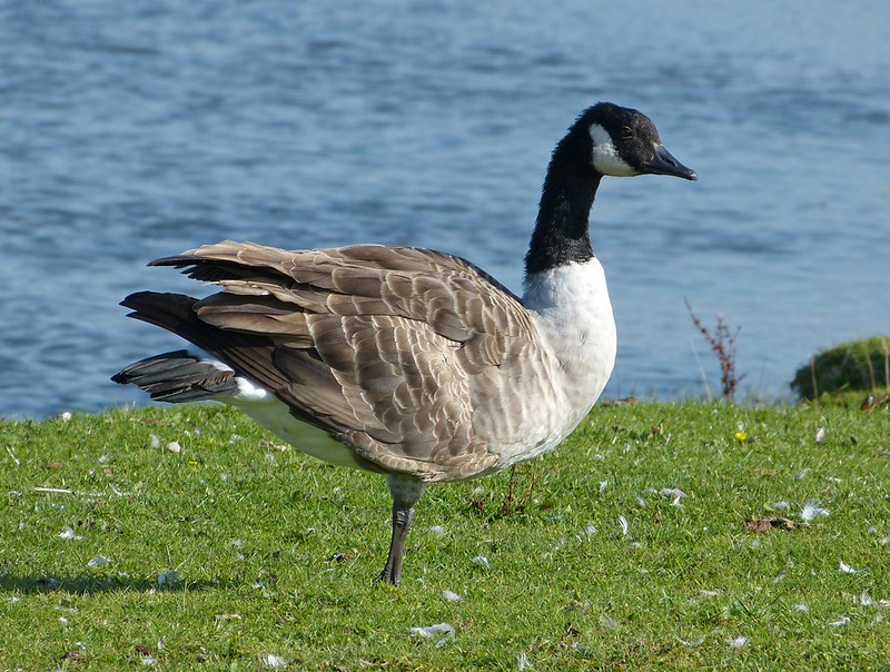 Canada Goose, Kenfig NNR