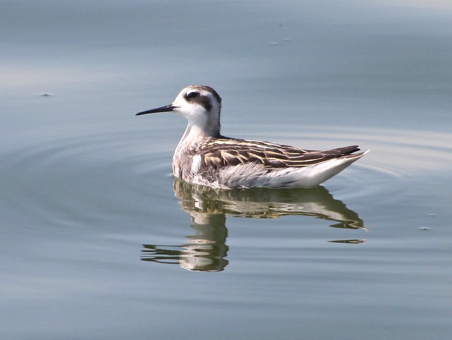 Red-necked Phalarope at Gridley Wastewater Treatment Ponds 080