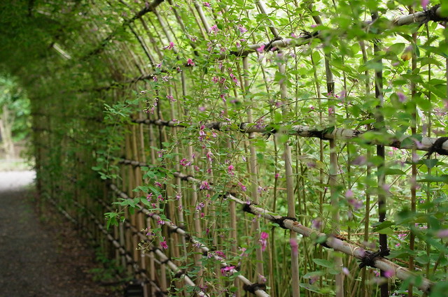 向島百花園: 萩のトンネル