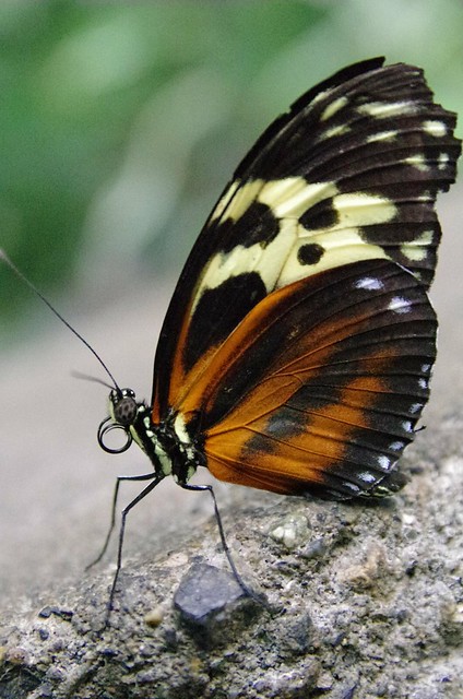 Orange/Black Butterfly - Pacific Science Center, Seattle
