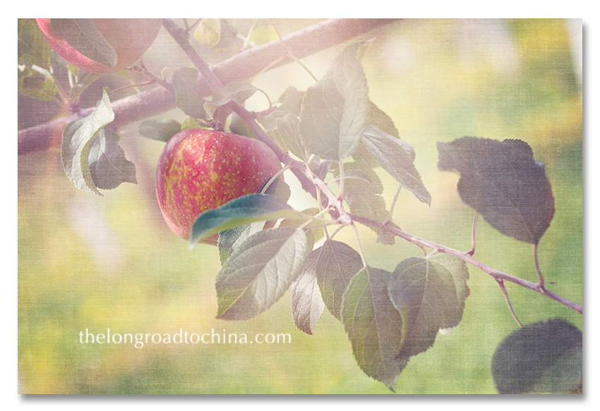 Apples hanging branch on angle BLOG