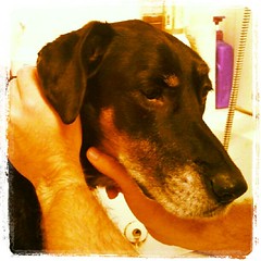 Lola, #bath time #dobiemix #dogs #dobermanmix #unhappy #dogstagram #instadog