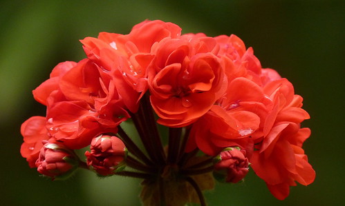 Scarlet Geranium