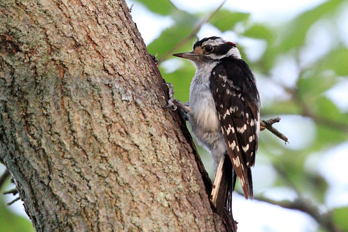 IMG_8906 Downy Woodpecker (male)
