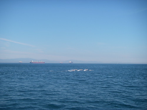Common Dolphins and Ships