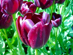 Dutch Tulips - Keukenhof Gardens - The Netherlands