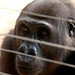 Mefou Primate Sanctuary impressions, Cameroon - IMG_2515_CR2_v1