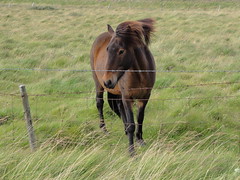 Horse / Cheval