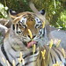 Tigers_040 posted by *Ice Princess* to Flickr
