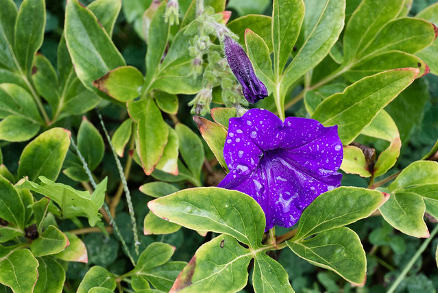 The Obligatory Purple Flower Photo