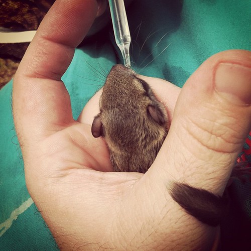 And this #babysquirrel