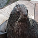 Isaac, the Northern Fur Seal [253/366] posted by timsackton to Flickr