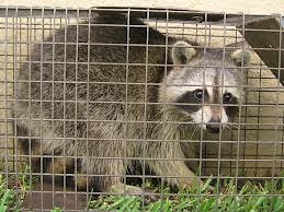 Raccoon Removal. Raccoon trapped.