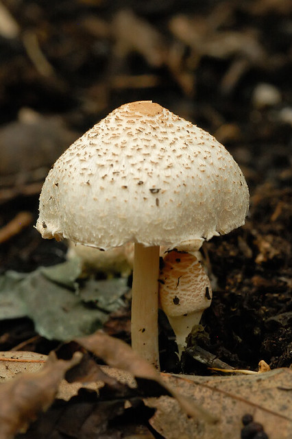 Shaw Nature Reserve, in Gray Summit, Missouri, USA - mushroom 5