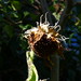 20120916 Helianthus annuus seed head posted by chipmunk_1 to Flickr