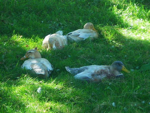 Pretty Saxony Ducks