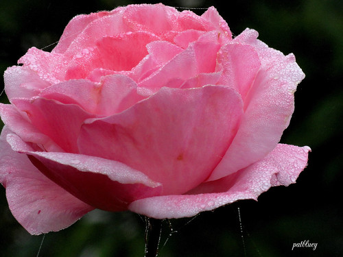 Pink rose and water drops