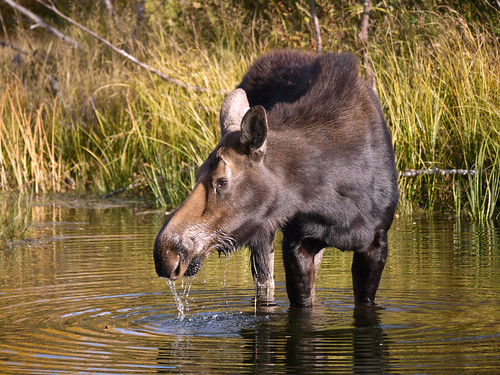 Moose in water (106a) by moelynphotos