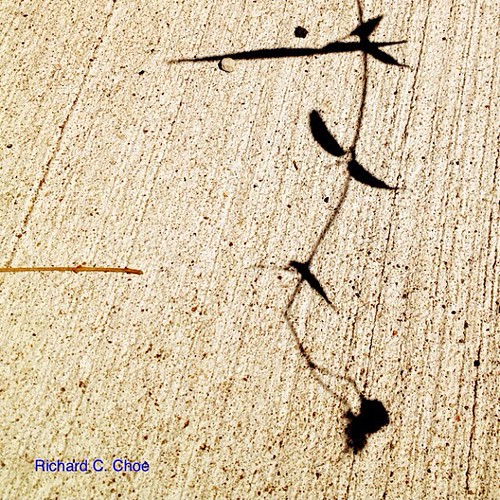 Shadow on a sidewalk 2 by rchoephoto