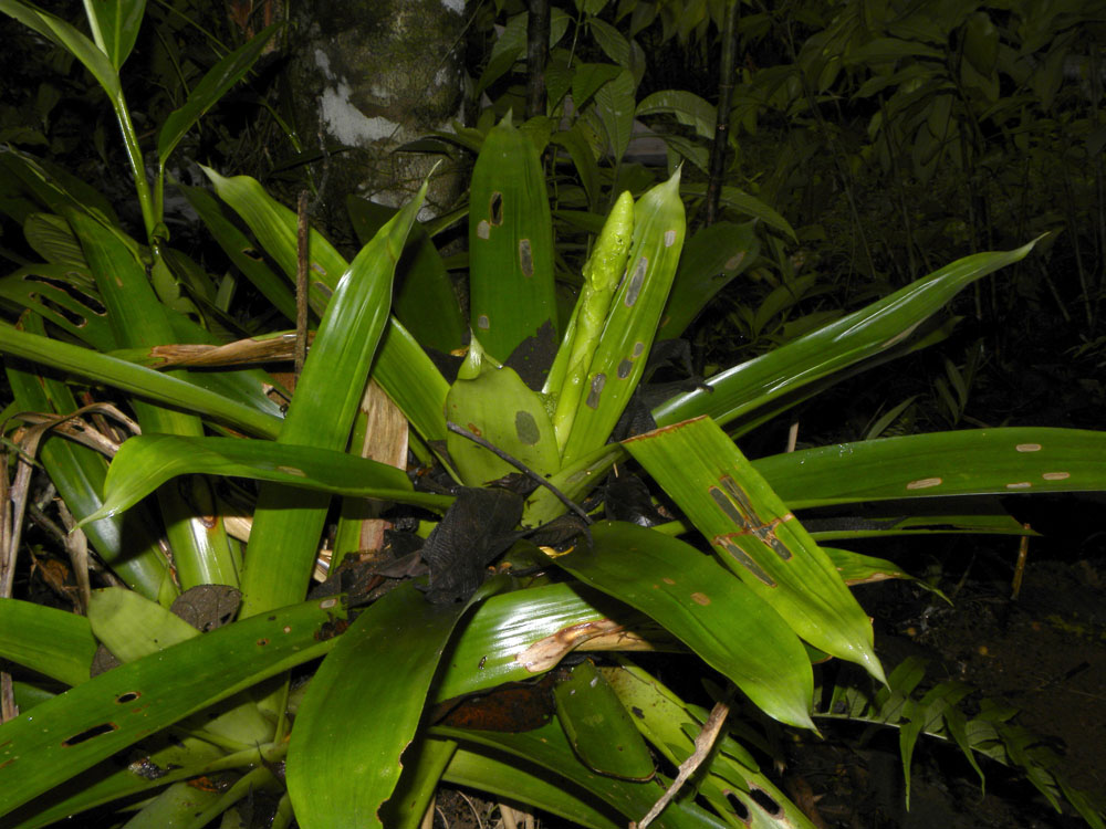 Werauhia gladioliflora image