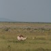 Etosha National Park impressions, Namibia - IMG_3679_CR2