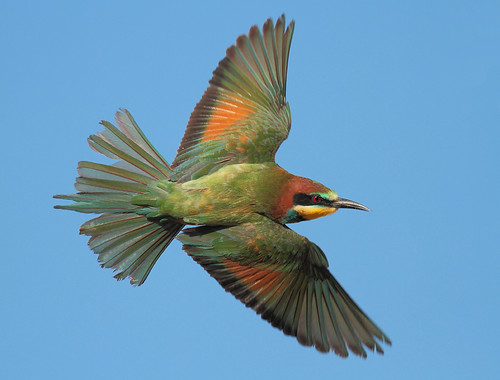 無料写真素材|動物|鳥類|ヨーロッパハチクイ|鳥類飛ぶ