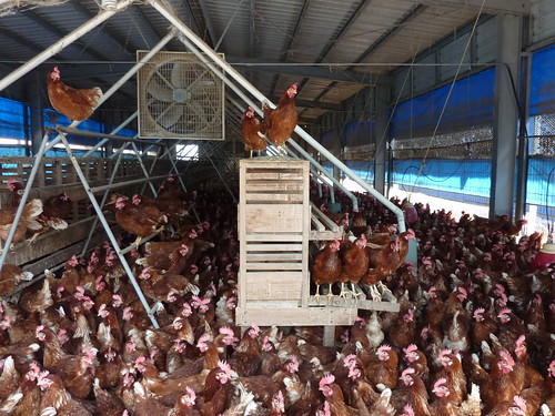 「室內平飼」(barn)飼養系統。（圖片來源：台灣動物社會研究會）