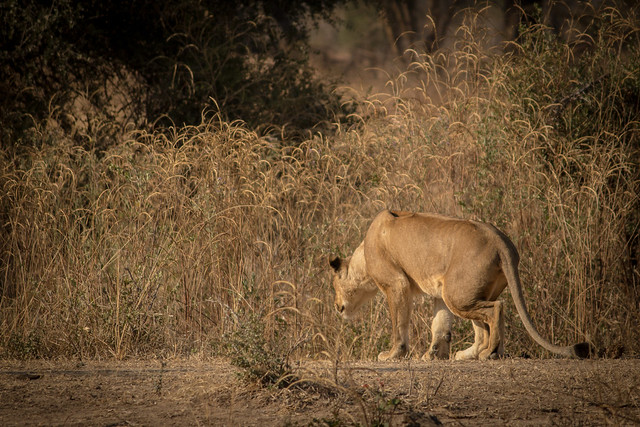 Wild Lionesses - South Luangwa, Zambia