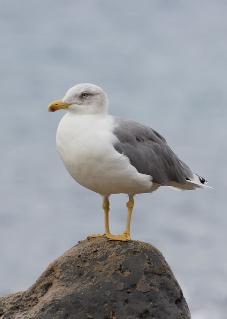 Yellow legged gull portrait