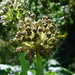 20120916 Allium seed head posted by chipmunk_1 to Flickr