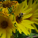 20120916_0058 Helianthus maximiliani and bumblebee posted by chipmunk_1 to Flickr