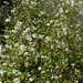 20120916 Erigeron annuus posted by chipmunk_1 to Flickr
