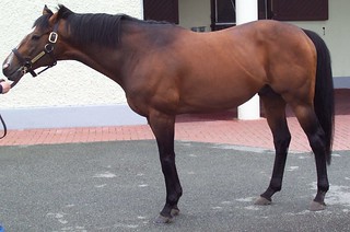 Alhaarth stands at Derrinstown Stud for a fee of 12500 euros.
