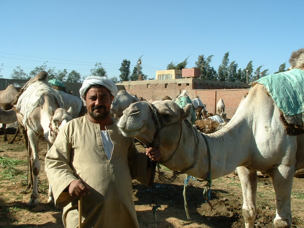Camel Buyer Barqash Camel Market
