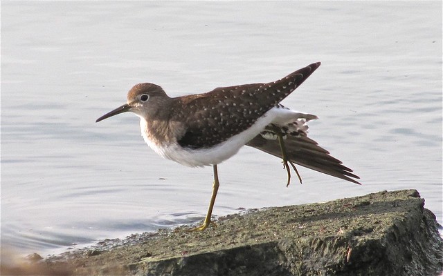 Solitary Sandpiper at Gridley Wastewater Treatment Ponds 01