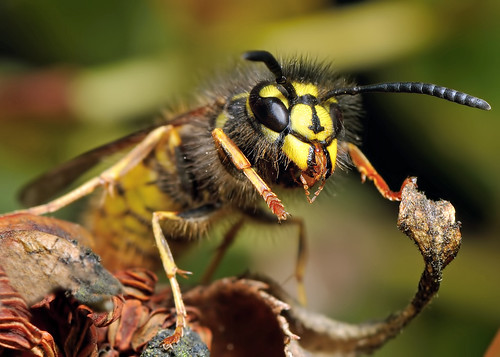 Wasp by Andy Pritchard - Barrowford