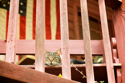 Porch cat.