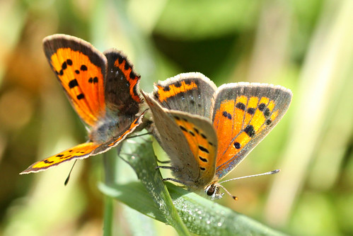 Small Copper Butterflies