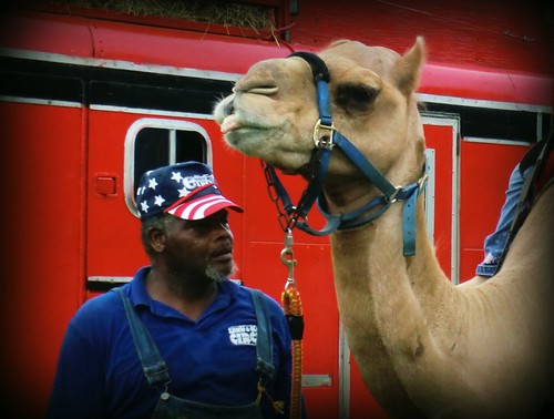 Lawrence the Camel
