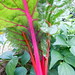 rhubarb posted by hansntareen to Flickr