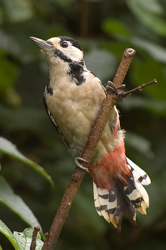 Great Spotted Woodpecker 26